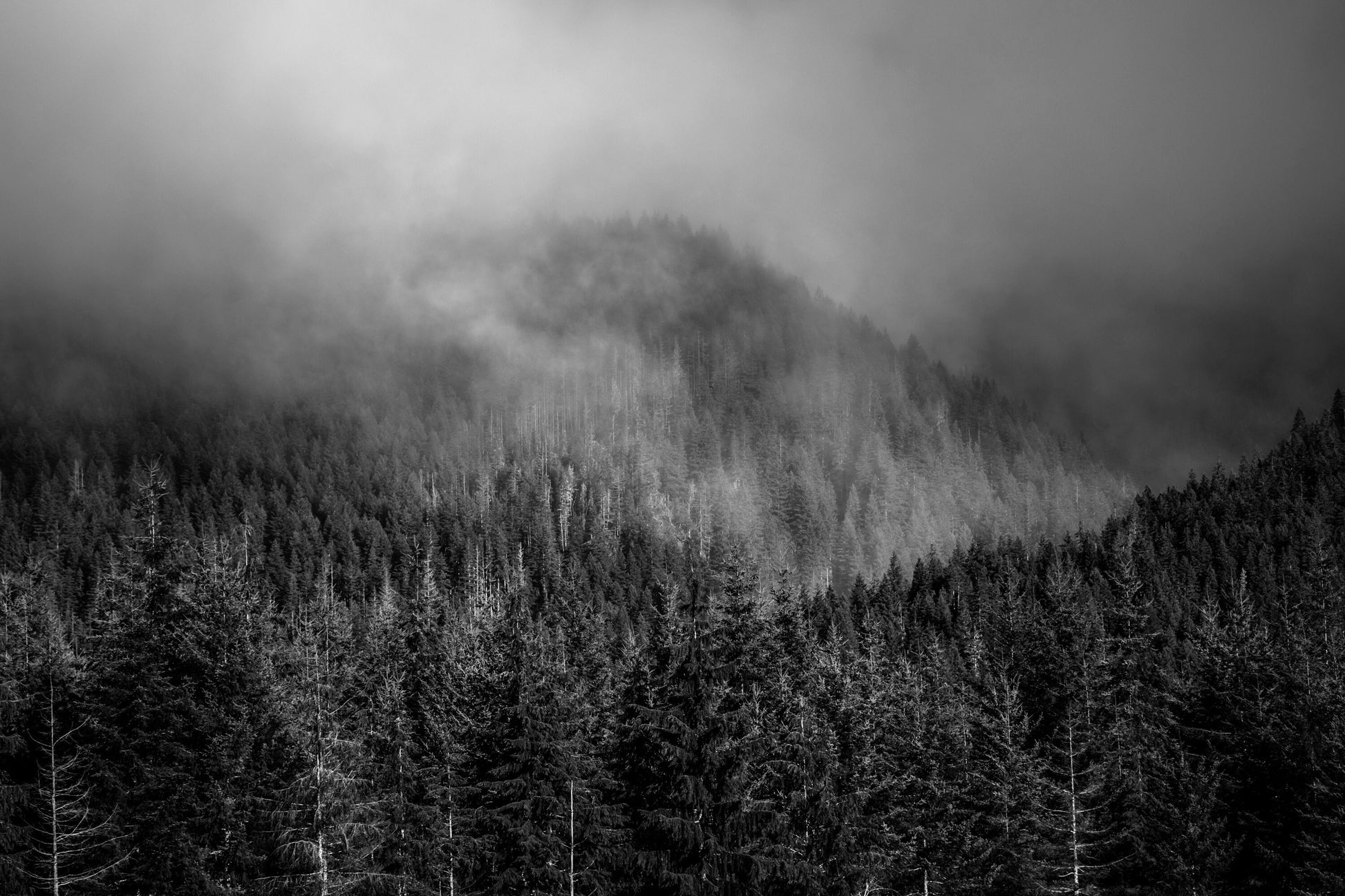 Misty Forest Print - Black & White Olympic National Park Mountain Fog Landscape Pine Trees Framed Fine Art Photography Home Wall Decor
