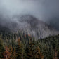Misty Forest Print - Olympic National Park Mountain Fog Landscape Pine Trees Framed Fine Art Photography Home Wall Decor