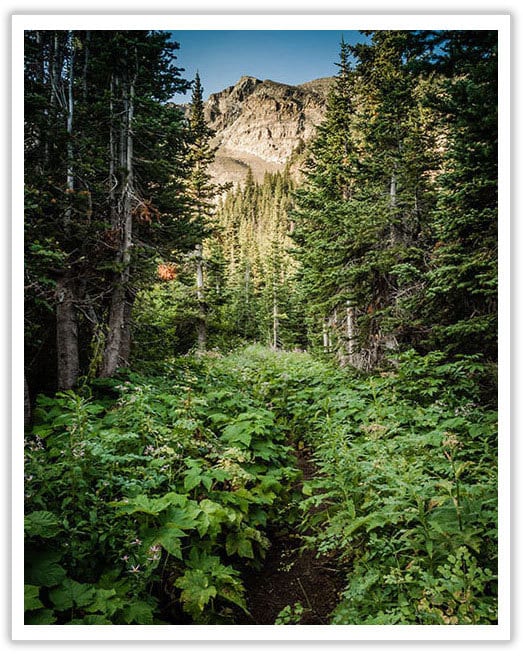 Glacier National Park, Nature Photography, Mountain Photo, Tree Art Print, Forest Print,Digital Print,Gift for Hiker,Wall Decor,Housewarming